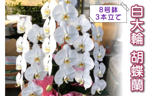 [予約受付] やない洋蘭園 白大輪胡蝶蘭 (8号鉢／3本立て)｜花 ギフト 洋ラン お祝い 誕生日 記念日 敬老の日 長寿祝い 開店祝い 移転 開院 内祝い 発表会 [0671]