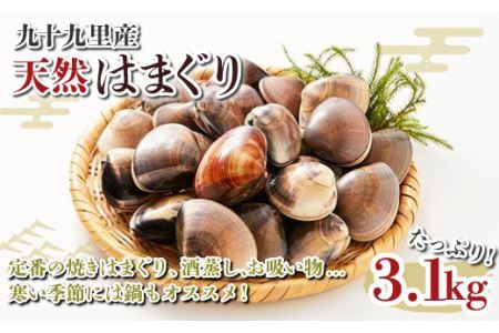 九十九里産 大粒 天然はまぐり3.1kg SHF002/ 絶品天然はまぐり 万能食材天然はまぐり 九十九里産天然はまぐり 蛤 ハマグリ海鮮 貝 貝類 