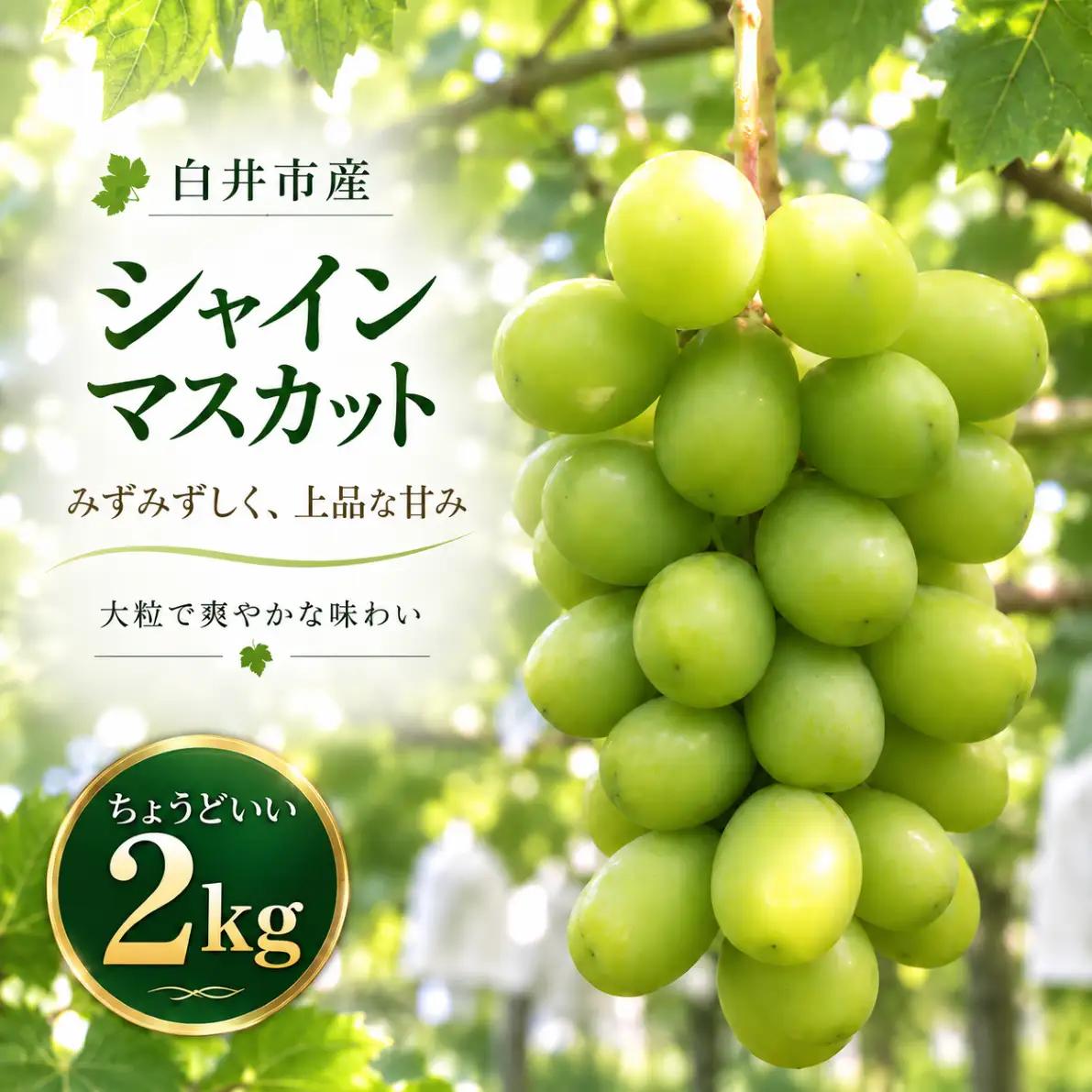 シャイン マスカット ぶどう 果物  2kg  