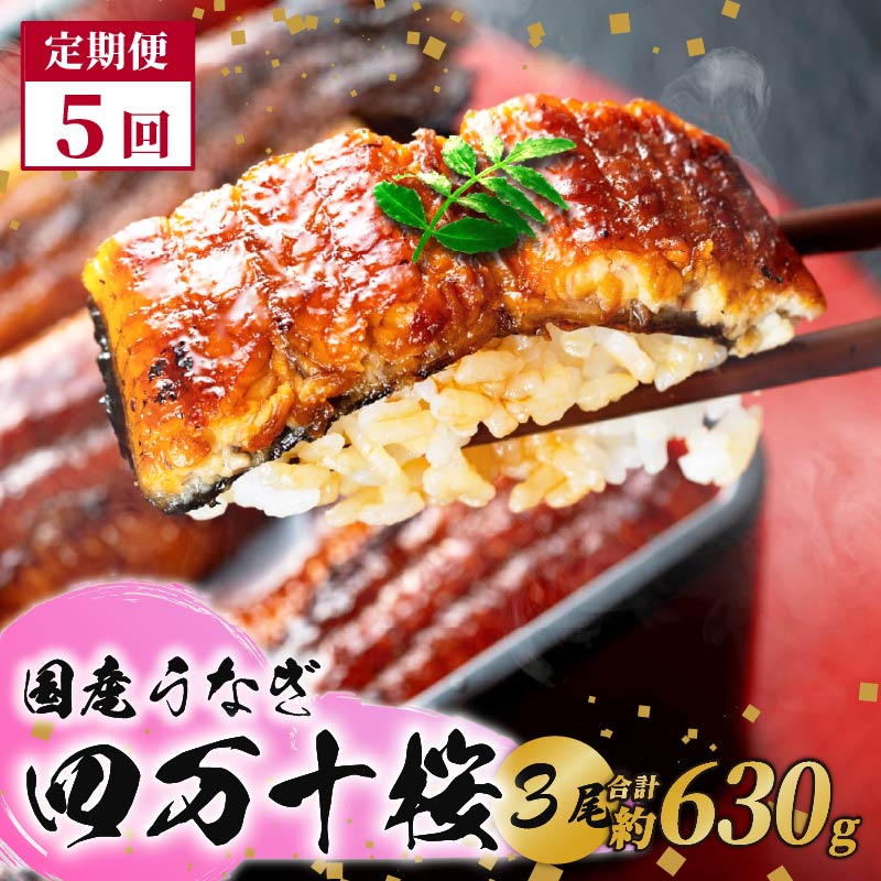 【5回定期便】極上国産うなぎ四万十桜　蒲焼き約210g✕3尾|うなぎ 鰻 蒲焼き 定期便 国産 四万十鰻 白焼き 調理済み タレ付き 頒布会 ギフト（お歳暮/お正月）高級 お取り寄せ グルメ 食べ比べ