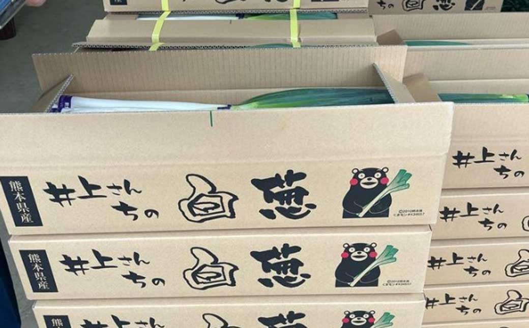 球磨美人 井上さんちの 白ネギ M × 45本