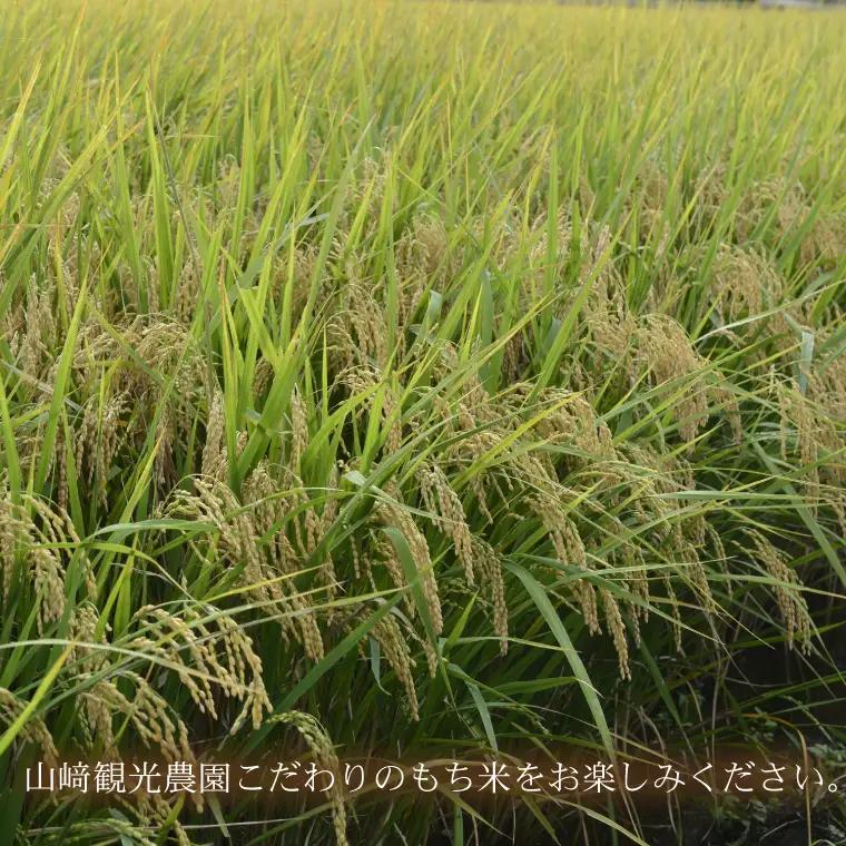 もち米 5kg 令和7年産 AU008