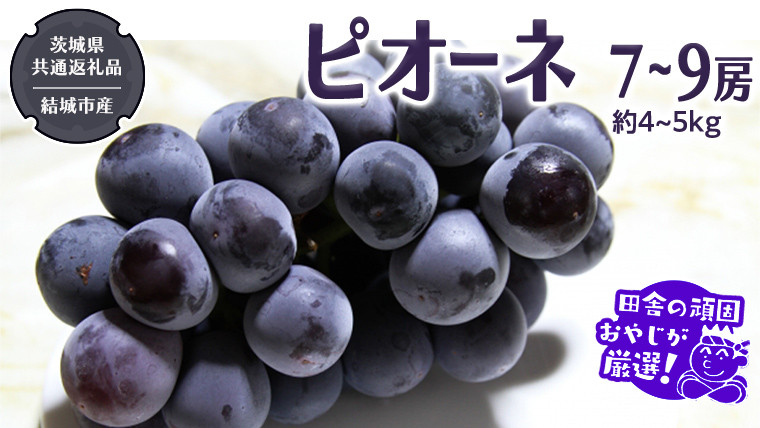 
            ピオーネ 7～9房 約4～5kg【2025年8月より発送開始】（茨城県共通返礼品 [ぶどう]：結城市産）田舎の頑固おやじが厳選！ ぶどう ブドウ 葡萄 種なし 大粒 高糖度 ギフト 甘い 美味しい フルーツ
          