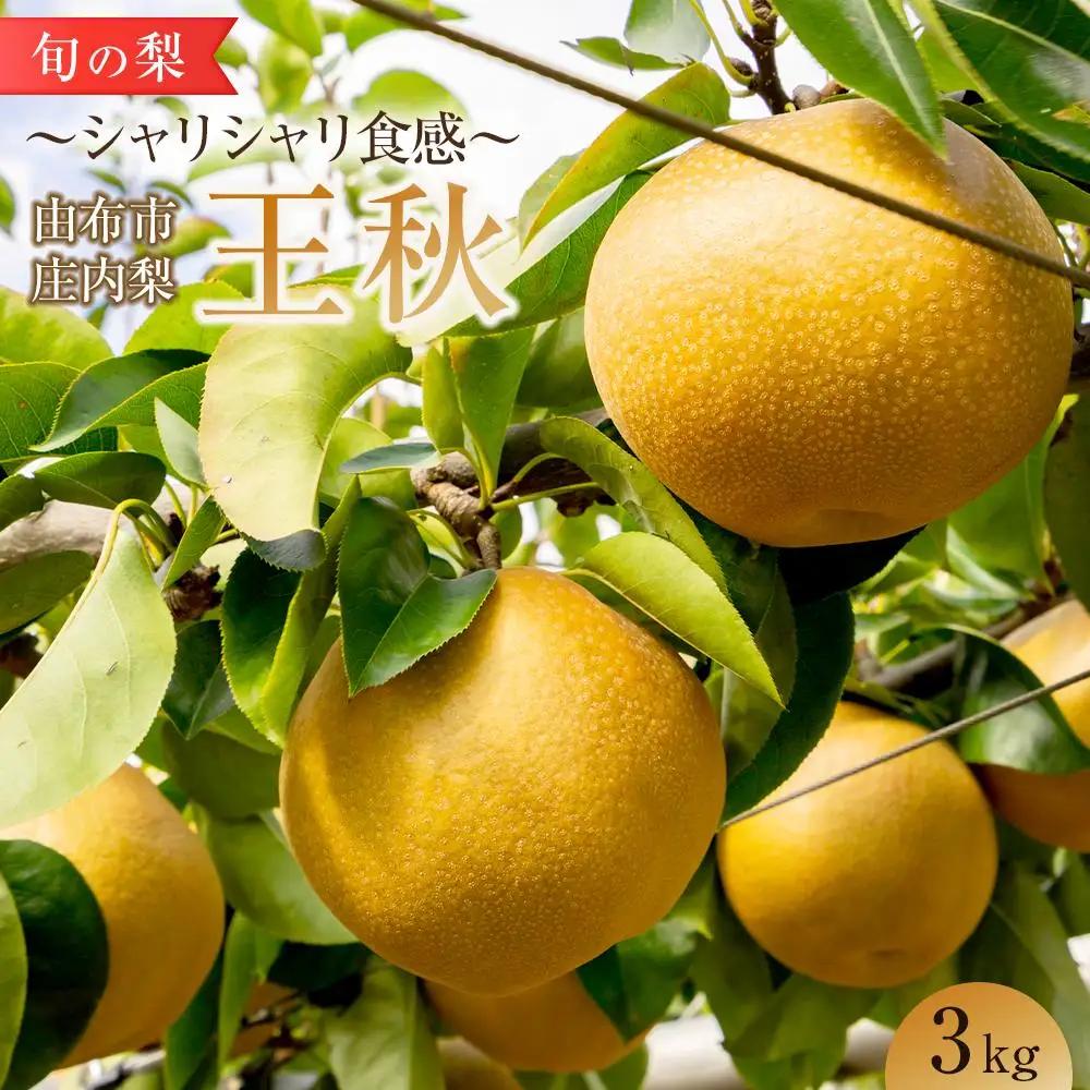 旬の梨 王秋 3kg 庄内梨 大塚梨園＜2026年10月下旬以降発送＞
