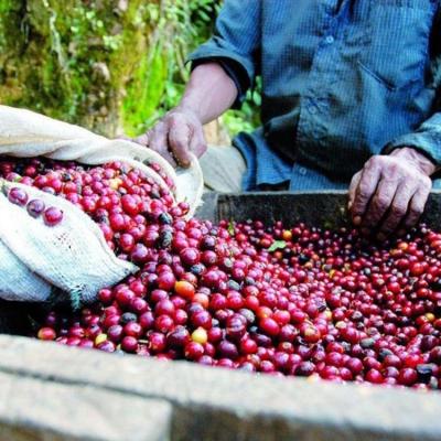 ふるさと納税 小郡市 コーヒー 世界最高峰の一つ ラ・エスメラルダ ゲイシャ 200g×2 豆[No5354-7028] |  | 01