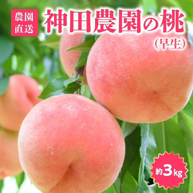 【ふるさと納税】数量限定！先行予約販売開始★ 神田農園の産地直送 桃（早生）約3kg（9～10玉） [ フルーツ 名産品 桃 もも モモ 白桃 果物 くだもの お取り寄せグルメ 三豊市 20000 20,000円 返礼品 神田桃園 ] ※配送不可地域：北海道・沖縄県・離島