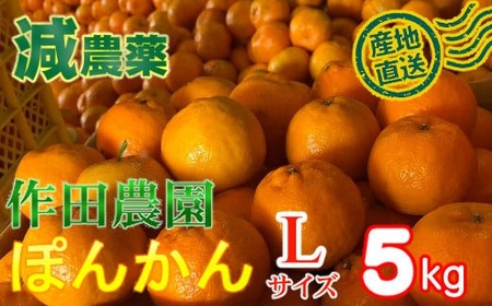 【秀品】作田農園直送！ポンカンＬサイズ 5kg 減農薬 有機肥料 ポンカン ぽんかん くだもの 果物 フルーツ 柑橘 かんきつ みかん ミカン 人気