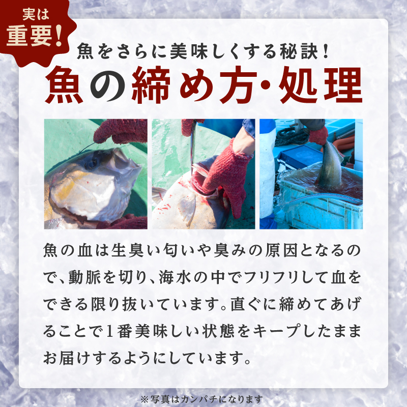 【6ヶ月定期便】(冷蔵)結城水産のお魚勢ぞろい！お刺身用ブロック N015-YF092