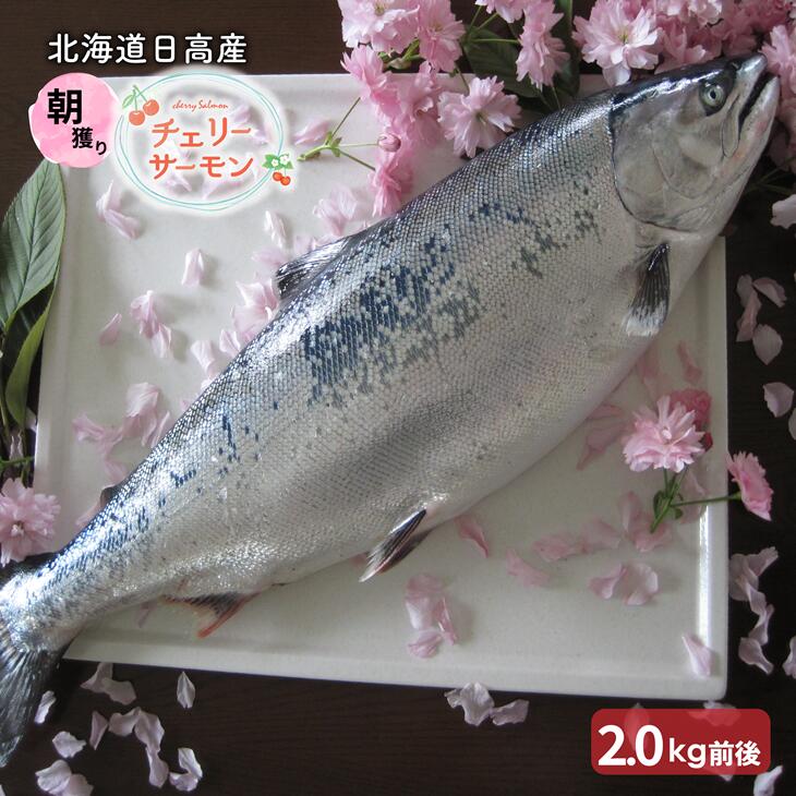 【ふるさと納税】【先行受付開始！】チェリーサーモン1尾分2.0kg前後(未凍結)[01-951] 北海道 浦河 ふるさと納税 チェリーサーモン 1尾 未凍結 朝穫れ 送料無料