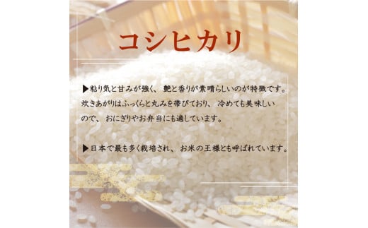 【早期予約】 数量数量限定 新米 コシヒカリ 10kg 令和7年 白米 精米 米 こしひかり ブランド米 国産 高知県 須崎 しんじょう君 産地直送 NF006 10kg