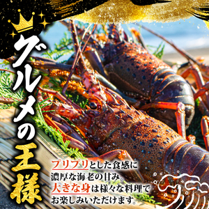 伊勢海老 5尾 1kg 天然 志摩産 伊勢エビ 海老 エビ 人気 刺身 刺し身 味噌汁 海鮮 魚介類 産地直送 贈答 お歳暮 お祝い プレゼント 三重県 伊勢 志摩 50000円 5万円 五万円