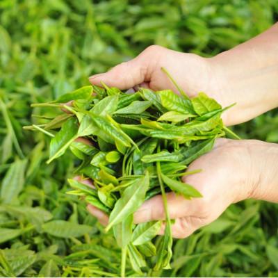 ふるさと納税 静岡市 [大高茶園] 令和8年の新茶 お茶処静岡 栽培農家の八十八夜新茶 5袋 |  | 01