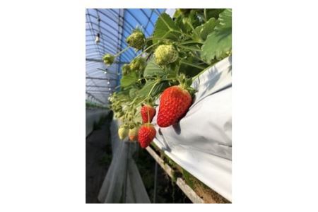 和歌山のいちご「大粒まりひめ」４パック(B460-1)