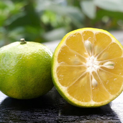 【ふるさと納税】【2025年10月から順次発送】やんばる国頭村産 希少な島みかん「オートー」5kg【1662092】