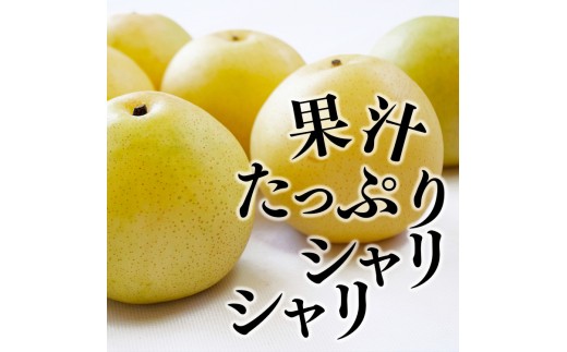 AC1 二十世紀梨 約3kg L ～ 3L （ 8玉 ～ 10玉 ）| 果物 くだもの フルーツ 梨 なし ジューシー 完熟 期間限定 産地直送 大淀町 大阿太高原 奈良
