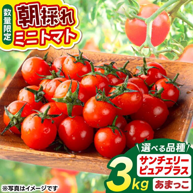 【ふるさと納税】【人気商品】 ミニトマト 3kg 朝採れ トマト ★先行予約★ 大容量 選べる 品種 サンチェリーピュアプラス/あまっこ 【やさい 野菜 トマト 甘い プチトマト 新鮮 フレッシュ 産地 直送 10000円以下 茨城県 鹿嶋市 】
