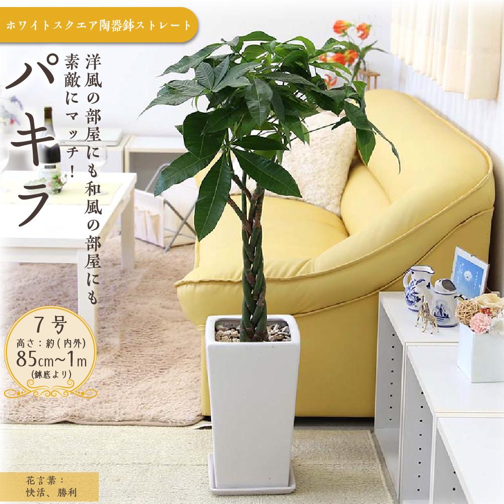 【観葉植物】パキラ 7号 ホワイトスクエア陶器鉢 ストレート 高さ:約85cm～1m内外(鉢底より) ｜観葉植物 インテリア 部屋 おしゃれ 福岡県筑前町 送料無料