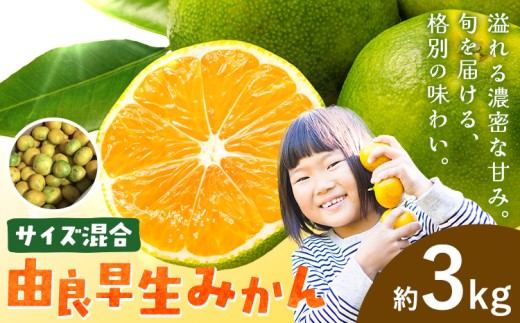 みかん 由良早生みかん 早生 サイズ混合 約3kg エイワ商店《11月上旬-11月末頃出荷》和歌山県 日高川町 送料無料 柑橘類 ミカン フルーツ 果物 柑橘 早生みかん お取り寄せフルーツ