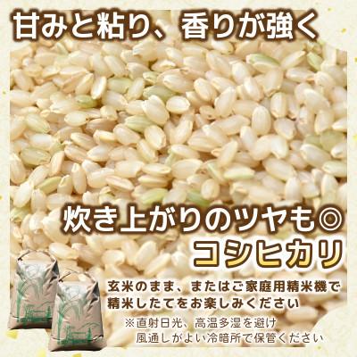 ふるさと納税 ひたちなか市 【先行予約・9月以降順次発送】令和7年ひたちなか市産　コシヒカリ(玄米)　5kg×2袋【計10kg】 |  | 01