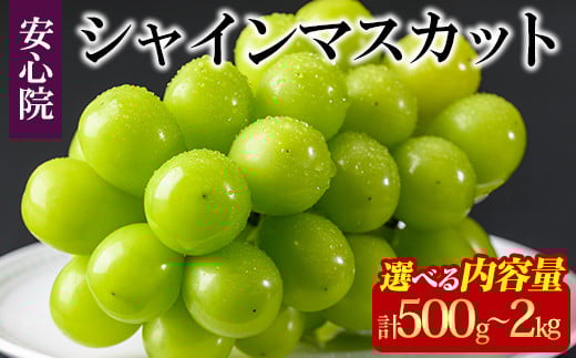 
            シャインマスカット(500g・1kg・2kg)フルーツ 果物 葡萄 ぶどう 安心院 人気 ランキング＜選べる容量＞＜先行予約受付中！2025年8月下旬より順次発送予定＞＜北海道 沖縄 離島配送不可＞【106300800・106300101・106300501】【大分県農業協同組合 北部エリア】
          