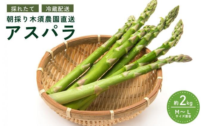 【 2027年発送 】 先行予約 生産者 直送 グリーン アスパラ 約 2kg M-L サイズ 新鮮 朝採り 野菜 あすぱら 木須農園 北海道 伊達市