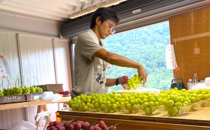 2025年先行予約 まつもとぶどう園 シャインマスカット2房約1kg