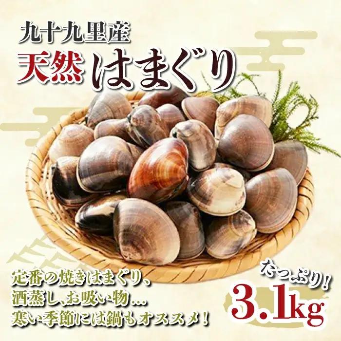 九十九里産 大粒 天然はまぐり3.1kg SHF002/ 絶品天然はまぐり 万能食材天然はまぐり 九十九里産天然はまぐり 蛤 ハマグリ海鮮 貝 貝類 
