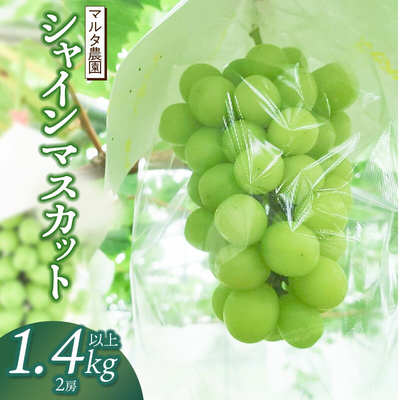 【ふるさと納税】【令和8年産先行予約】 シャインマスカット 1.4kg以上（2房）山形県鶴岡市産　マルタ農園