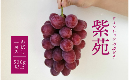 【2026年先行予約】お試し便 紫苑1房/500g～ (岡山県産)【KF-B034-03】