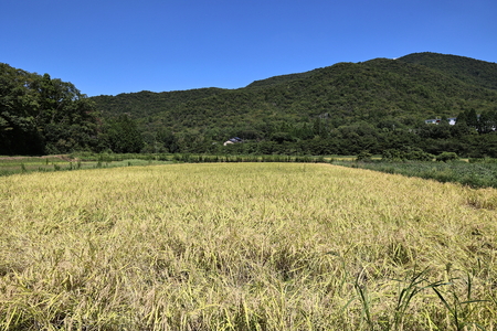 【令和6年産 新米】丹波篠山産コシヒカリ白米10㎏ R010