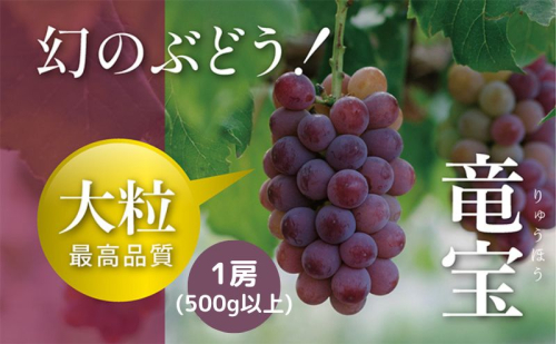 【令和7年産予約】幻の赤ブドウ竜宝1房（500ｇ以上）