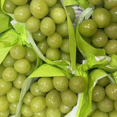 ふるさと納税 中野市 【発送月固定定期便】2026年発送 長野の果物 シャインマスカット+クイーンルージュ全2回 |  | 01