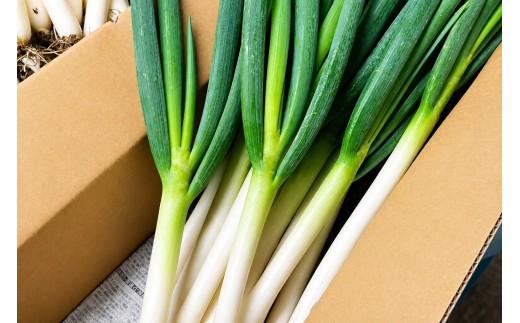 畑の鮮度そのまま!農家直送 根付き白ネギ1.5kg(7~10本程度) KN-22
