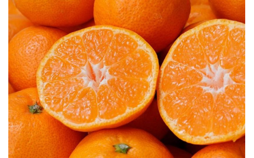 【2024年12月発送予約分】【家庭用】【農家直送】こだわりの有田みかん 約10kg＋250g(傷み補償分) 有機質肥料100% サイズ混合　【12月発送】※北海道・沖縄・離島配送不可【nuk101-