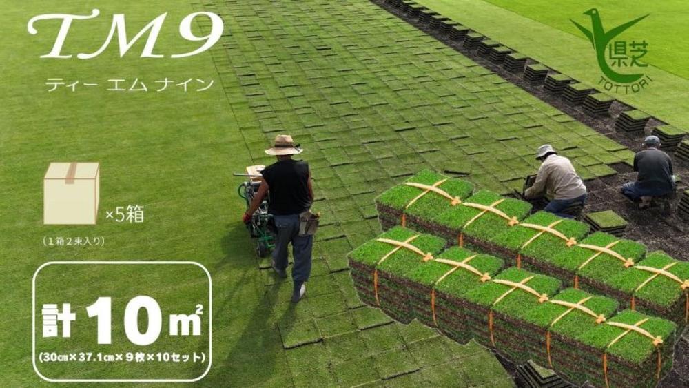 【2026年9月中発送限定】芝生(省管理型コウライ芝　TM9ティーエムナイン)10束セット※10平米分