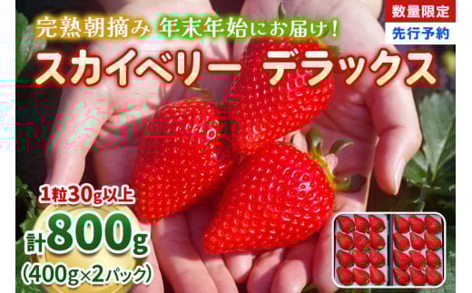 
            【先行予約】[数量限定] 年末年始にお届け！完熟朝摘みスカイベリー デラックス 800g 澳原いちご農園 | いちご 苺 イチゴ フルーツ 果物 産地直送 
          