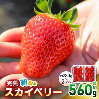 〈先行予約〉とろける美味しさ!完熟朝摘みスカイベリー　560g【配送不可地域：離島・沖縄】【1328042】
