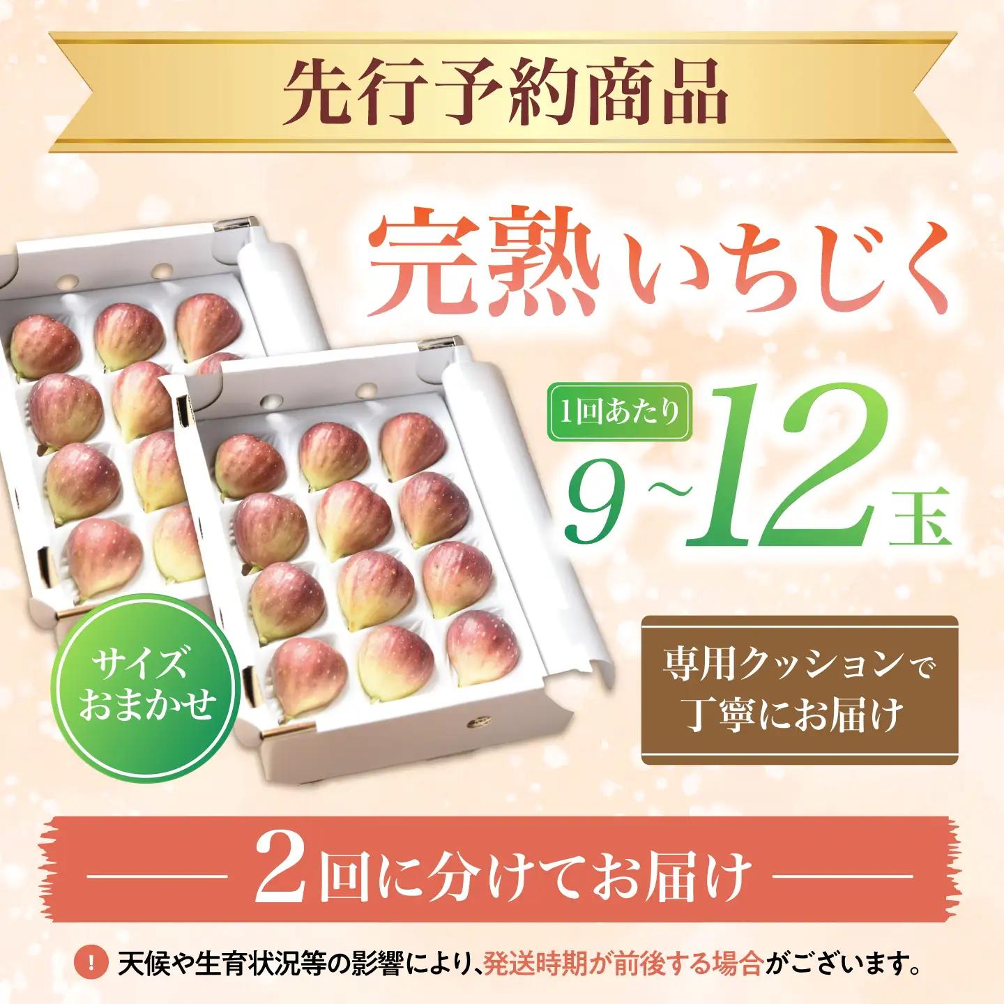 【先行予約】【2回定期便】 完熟いちじく9-12玉（サイズおまかせ） / いちじく イチジク フルーツ 果物 完熟 朝採れ 岐阜市 / tete. 【配送不可地域：北海道・沖縄・離島】[ANJZ002