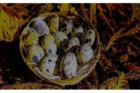 【健康的な朝食に】生産量日本一！豊橋のうずら卵かけごはんセット