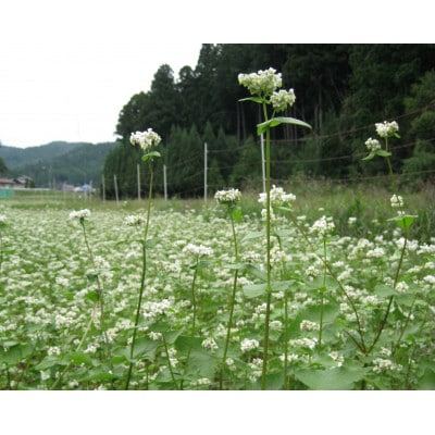 
＜そば打ち体験＞岡崎市の山間で育ったそば粉でそば打ち体験【1371938】
