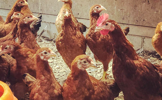 【定期便】土佐ジローたまご（12個入）×6回  約3週間毎に1回