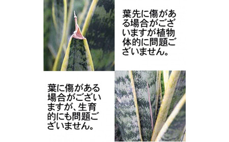 《先行予約》【観葉植物】サンスベリア 5号 ホワイト丸プラスチック鉢 土の表面:ウッドチップ｜観葉植物 インテリア 部屋 おしゃれ 福岡県筑前町 送料無料