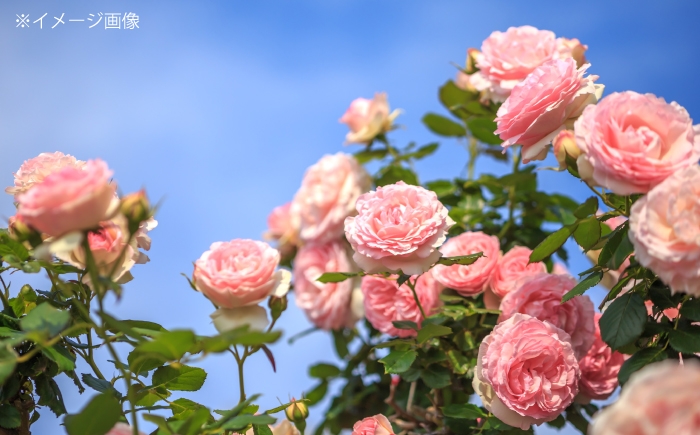 福山薔薇人の濃縮バラジュース バラジュース 濃縮 有機栽培 食用ばら