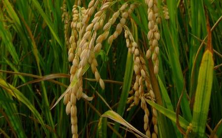 【令和7年産】季長米 2kg 【2026年10月下旬までに発送予定】