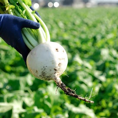 ふるさと納税 南砺市 【11月中旬〜翌年1月上旬　出荷期間限定】かぶら寿しブリ入(福丸)500g＜南砺伝承の冬の熟成風味＞ |  | 03