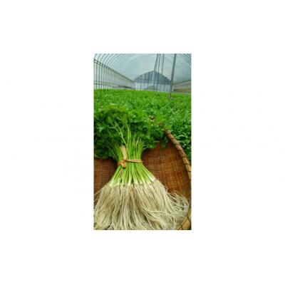 ふるさと納税 湯沢市 三関セリ　5束[M2601] |  | 02