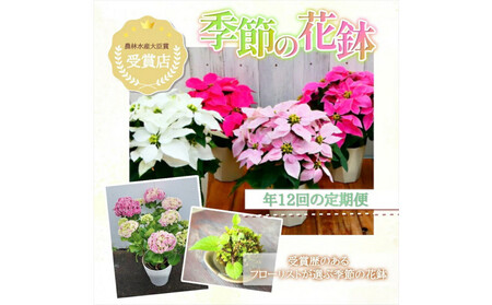 【定期便年12回　季節の花鉢】農林水産大臣賞を受賞したフローリストがアレンジする 季節を知らせる花鉢 ｜ 花鉢