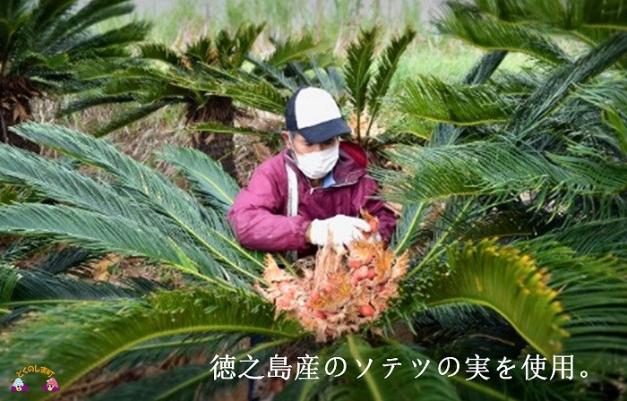 徳之島のソテツの実を使用しています。