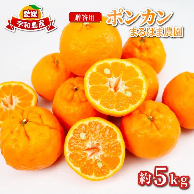 贈答用 ポンカン 5kg まるはま農園 みかん 先行予約 柑橘 果物 くだもの フルーツ ぽんかん 濃厚 甘い 甘味 蜜柑 美味しい 贈答用 贈答品 贈答 ギフト プレゼント ミカン 愛媛みかん 愛媛県産みかん 産地直送 数量限定 国産 愛媛 宇和島 B010-202002