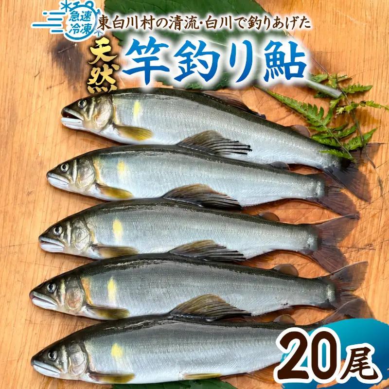 清流白川 天然鮎 20尾 冷凍 竿釣り 鮎 あゆ アユ 川魚 天然 清流 魚介 おかず おつまみ グルメ 食品 BBQ バーベキュー 冷凍 真空パック 岐阜県産 東白川村 川釣り